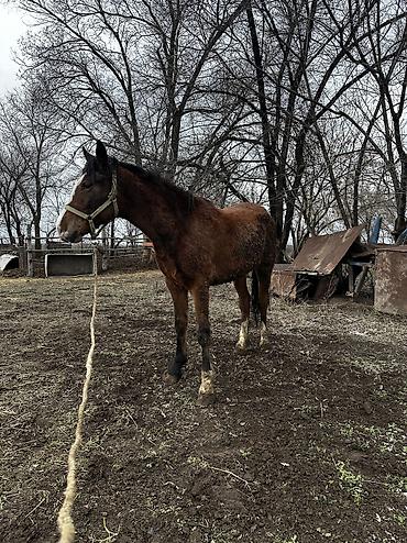 Лошади, кони: Продаю | Кобыла (самка), Конь (самец), Жеребенок | Полукровка | На забой, Для разведения, Для молока — 25