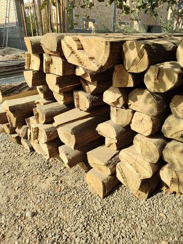 Декоративные деревья: Саженцы деревьев: Павловнии, Платная доставка at lalafo.kg — 14 Декоративные деревья: Саженцы деревьев: Павловнии, Платная доставка — 14