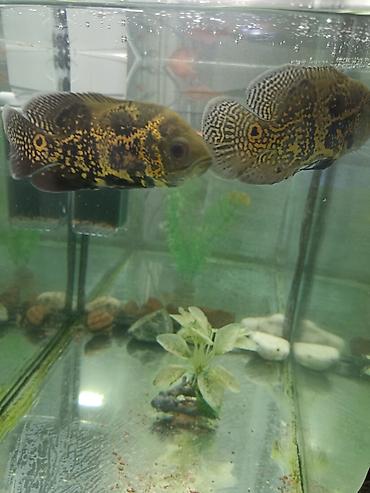 малёк рыбы: Продаю 2 Астронотусов за два 800сом (Oscar, Astronotus ocellatus) — 2