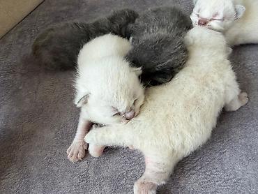 Pişiklər: Şotland yastı qulaq — 8