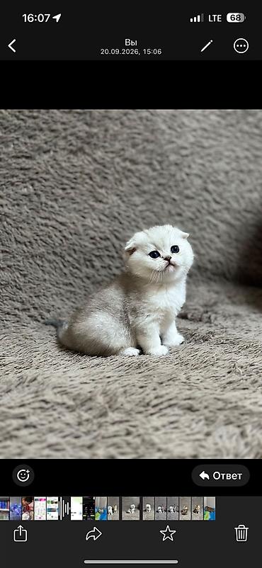 шотландская короткошерстная кошка: Скотиш Фолд (Шотландская вислоухая), 1 месяц, Девочка, Серебристая шиншилла, Приучена к лотку — 4