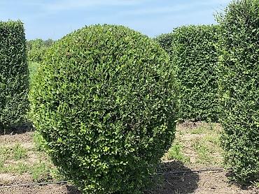 Уборка территории: Уборка территории, Уборка двора и сада, Стрижка газона, Уход за деревьями — 10