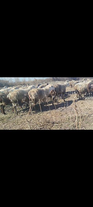 Qoyunlar, qoçlar: Dişi, il: 1, 50 kq, Damazlıq, Ünvandan götürmə -da lalafo.az — 9 Qoyunlar, qoçlar: Dişi, il: 1, 50 kq, Damazlıq, Ünvandan götürmə — 9