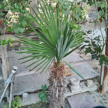 agac tingleri satilir: Yelpək yarpaqlı palma ağacı – Trachycarpus fortunei (Həştərxan/Çin — 1