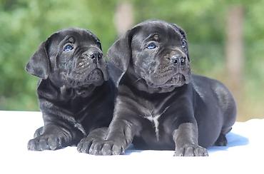 Psi: Cane Corso štenci U ponudi veoma perspektivni štenci iz različitih — 11