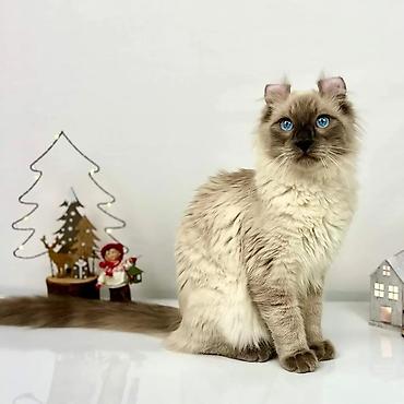 американский керл: Американский кёрл, 2 месяца, Девочка, С прививками — 5