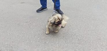 zıvanok it: Pekines, 2 il, Erkek, Peyvəndli, Ünvandan götürmə