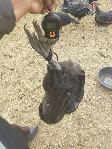 Индюки: Продаю | Индюк (самец) | Полукровка | На забой | Племенные — 13