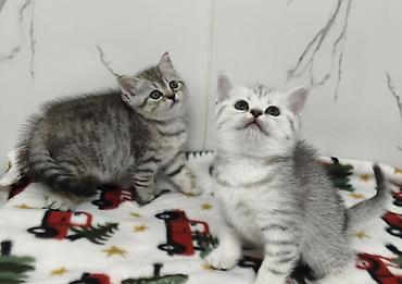 Продажа кошек: Продаются шотландские котята. Две девочки. Дата рождения 26/01/2026 — 1