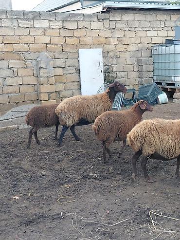 keci disi: Dişi, il: 3, Damazlıq, Ünvandan götürmə — 6
