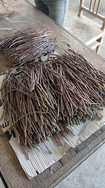 hamam dəsmalı: Məhsul: Vəhşi quşqonmaz (asparagus) – təzə yığılmış, nazik və uzun — 1