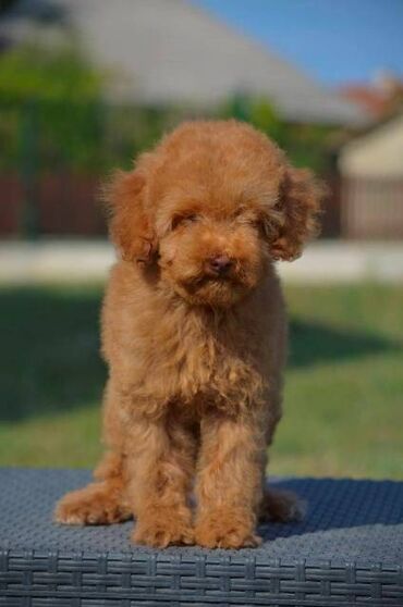 Psi: Patuljasta pudla, muški štenci Odgajivačnica "Team AS Trajkovic" u — 10