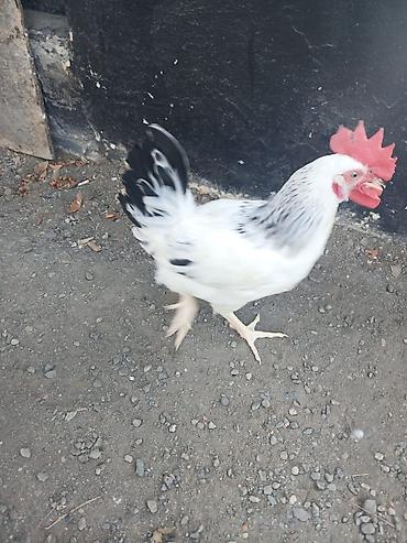 попугай ара цена: Damazlıq Kənd Serebrist Fərələri Xoruzları Salamlar Gününüz Uğurlu — 8