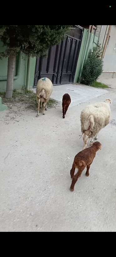 котенок в добрые руки: Dişi, Qala, il: 1, 50 kq, Damazlıq, Ünvandan götürmə