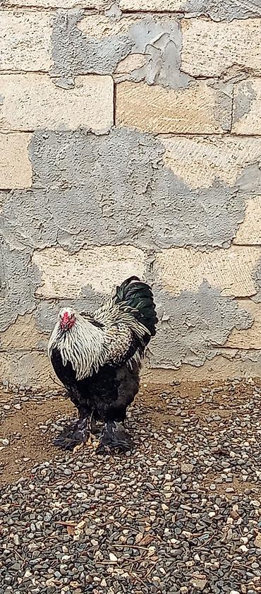 brahma layt: Cins xoruz — lələkli ayaqlı, iri bədənli - Növ: dekorativ və ətlik — 1