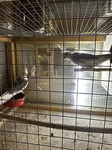 Quşlar: Nimfa (Cockatiel) cütü – boz-ağ, hazir cutler, bir defe bala veribler — 1