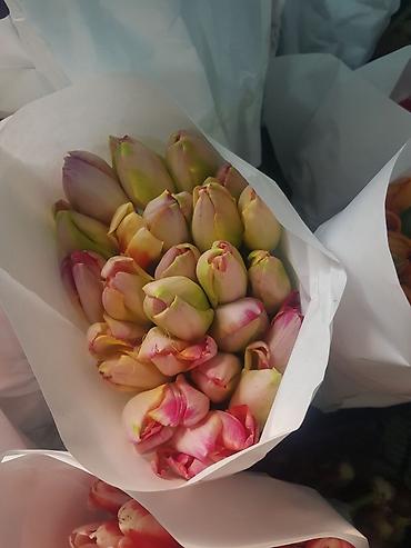 Букеты из живых цветов: 🔥 **ТЮЛЬПАНЫ ОПТОМ К 8 МАРТА ПРЯМО ИЗ ТЕПЛИЦЫ** 🔥 Голландские at lalafo.kg — 15 Букеты из живых цветов: 🔥 **ТЮЛЬПАНЫ ОПТОМ К 8 МАРТА ПРЯМО ИЗ ТЕПЛИЦЫ** 🔥 Голландские — 15