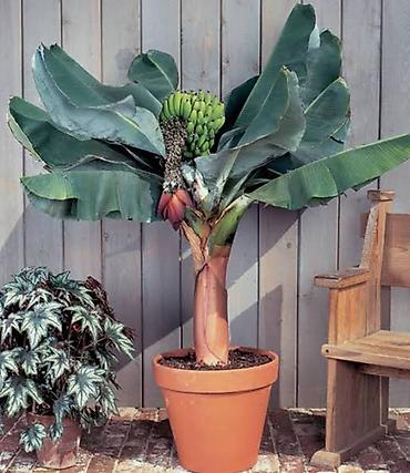 gül ağaçları: Banan bitkisi (ağacı) Ev şəraitində yetişdirilən banan bitkisi — 3