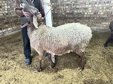 Баран, овца: Продаю | Овца (самка) | Для разведения | Племенные — 6