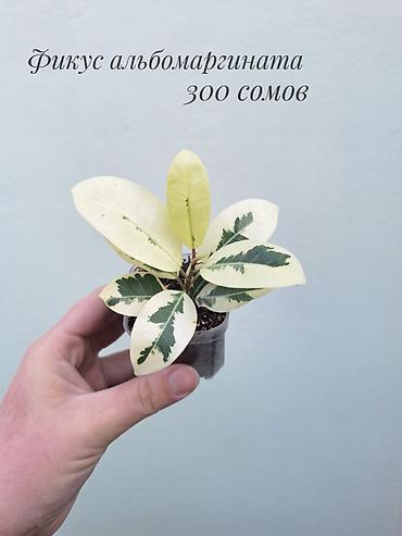 саженцы инжир: 🪴 Фикусы разных сортов в продаже. 🌿 Названия сортов и цены указаны на — 3