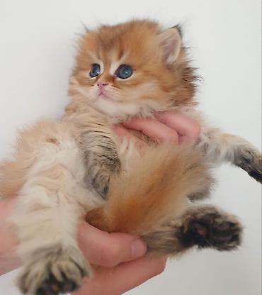 Pişiklər: Şinşilla — 5