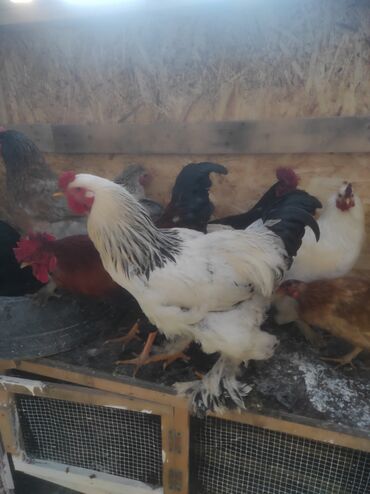 Куры, петухи: Продаю | Петух, Куры, Цыплята | Домашняя, Полубрама, Бойцовая | На забой, Для разведения, Несушки at lalafo.kg — 8 Куры, петухи: Продаю | Петух, Куры, Цыплята | Домашняя, Полубрама, Бойцовая | На забой, Для разведения, Несушки — 8