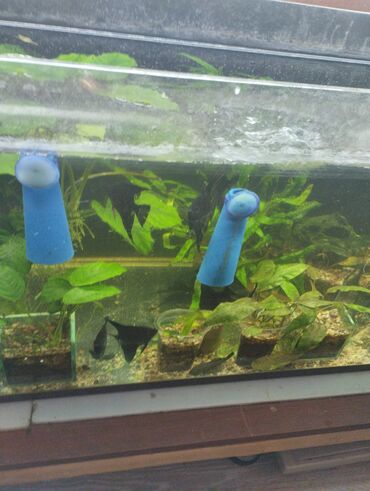 Рыбы: Гуппи 35с меченосцы от 50 с анцитрусы мальчики взрослые по 300с — 10