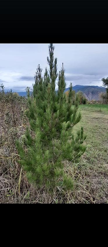 Tinglər: Eldar wami ve kiparis pramida isdenilenn sayda ve olcude var qiymet — 4