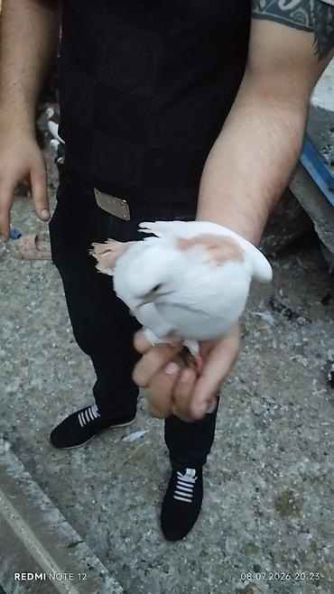 göyərçin satılır: Göyərçinlər satılır – müxtəlif rəng və növlər. - Ağ, qara-ağ, boz-ağ — 2