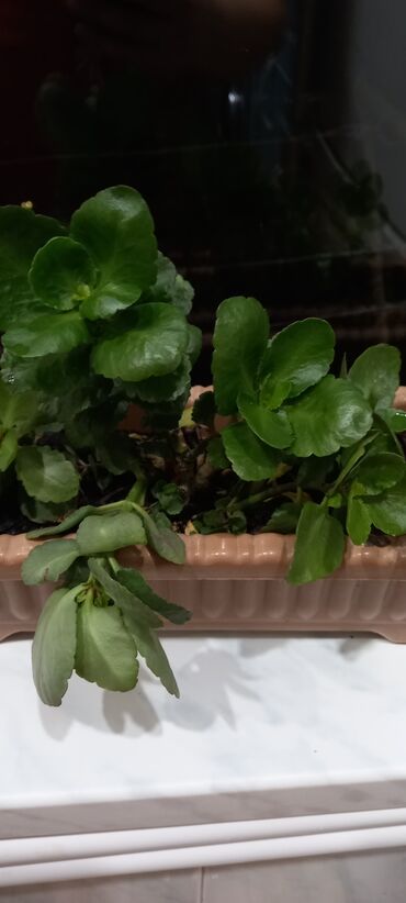 Otaq bitkiləri: 6-30 aznə kimi qiymətlər mövcuddur — 9