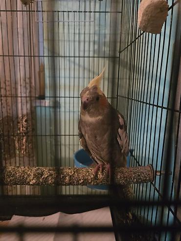 Зоотовары: Məhsul: Nimfa papuqayları (Cockatiel) və qəfəs dəsti Təsvir: - — 1