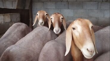 ячмень цена: Сатам | Козу | Арашан | Көбөйтүү үчүн | Асыл тукумдуу, Козулаган