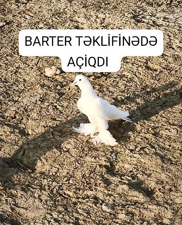 ucuz goyercinler: Barter təklifindən açıqdı qiyməti razılaşma yolu ile — 1