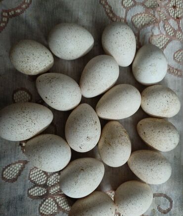 Yumurta: Mayalı hinduşka yumurtası satılır yerli cins hinduşkanın
