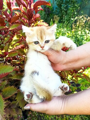 Продажа кошек: Шотландский котенок (девочка/страйт) золотого окраса - Окрас: тёплый
