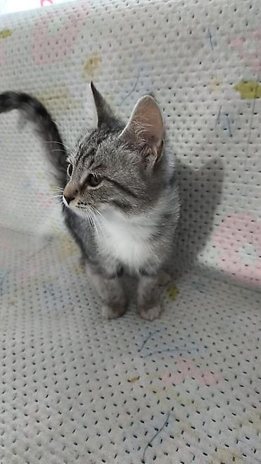 Отдам котенка в добрые руки Котенок очень милый и красивый🫶 Сама ходит