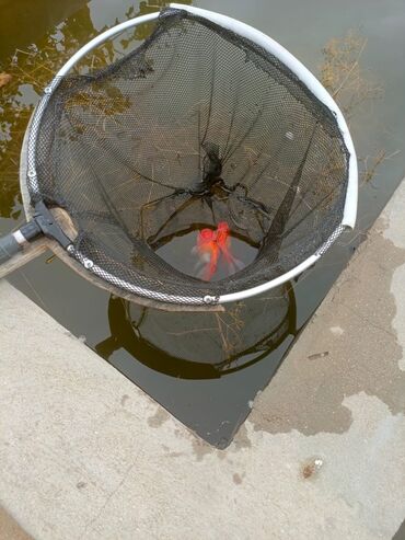 Akvariumlar: Oranda 2 quyruq qiyməti 2 manat 4 quyruq qiyməti 3 manat. Ünvan — 9