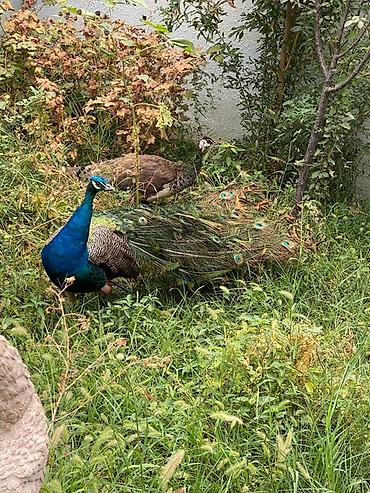 quslar haqqinda melumat: Məhsul: Göy tovuz quşları (Indian Blue Peacock – Pavo cristatus) — 1