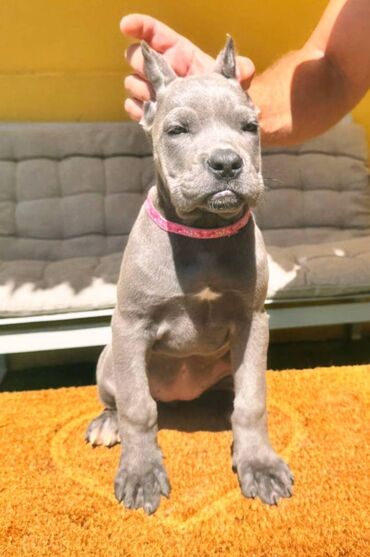 Psi: Cane corso, stenad 2 crne zenke i 2 sive zenke. Oštenjene 12.06.2025 na lalafo.rs — 5 Psi: Cane corso, stenad 2 crne zenke i 2 sive zenke. Oštenjene 12.06.2025 — 5