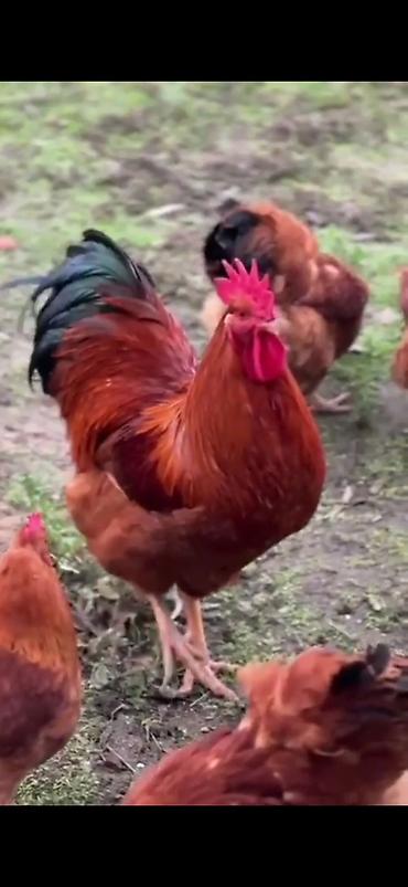 NYU-QEMPŞİR Qırmızı rəngli toyuq cinsinin cücələri satılır. Sifarişlər
