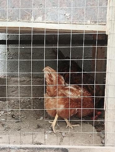 Продам с/х животных: Продаю | Петух | Домашняя | Для разведения — 3