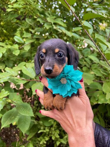 Psi: Odgajivacnica pasa “Happy Puppies” ima prelepe stence mini jazavicara — 6