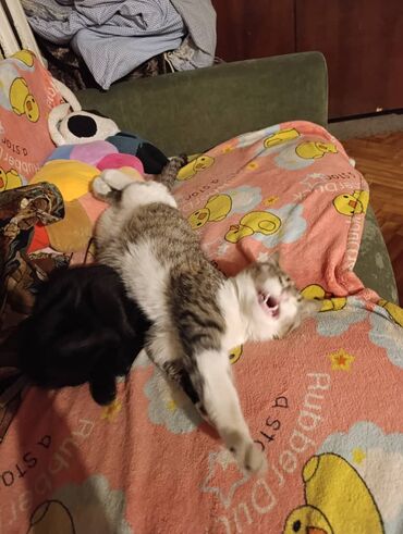 Отдам даром кошку: КОШКИ И КОТЯТА У НАС ПРИЮТ любой окрас есть можете выбрать у нас — 7