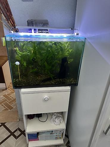 aqvarium: Içinde hersey var karyaqa agac filter sekale suisdici isiq krivetka — 4