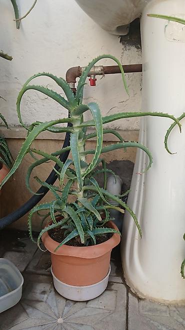 sakura ağacı: Məhsul: Otaq sukulentləri – Pul ağacı (Crassula ovata) və Aloe (Aloe — 6
