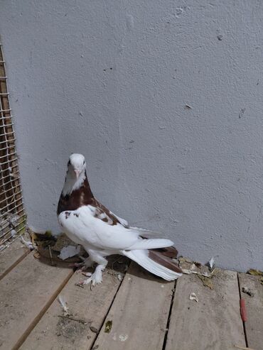 Göyərçinlər: Salam saglam quşlardı 16.17 tük istəyən yazsın vatsaf aktivdi - Növ — 12