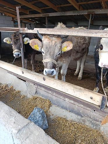 Коровы, быки: Продаю | Бык (самец) | Герефорд | На откорм | Привязанные — 19