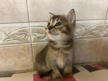 Кошки: Табби, В добрые руки — 8