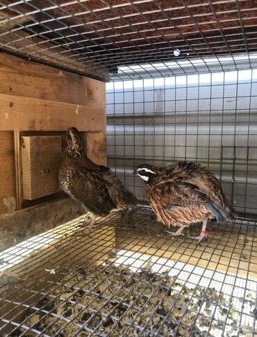 Куры, петухи: Продаю | Куры, Петух — 22