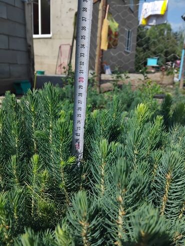 уголь каракече бешсары шабыркуль каражыра доставка бишкек купить: Саженцы деревьев: Ели